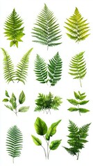 Vibrant Watercolor Fern Leaf Collection. A Detailed Botanical Illustration of Lush Green Foliage. Perfect for Nature Lovers and Design Enthusiasts.