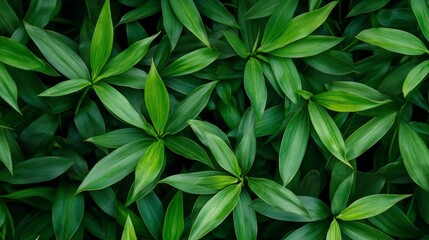 Obraz premium Landscape photo of green bamboo leaves. Close-up of bamboo leaves.