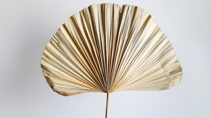 A large, fanned dried palm leaf showing fine texture and natural imperfections, centered on a crisp white backdrop."