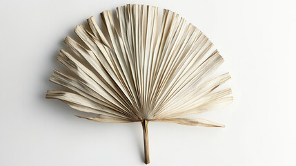 A large, fanned dried palm leaf showing fine texture and natural imperfections, centered on a crisp white backdrop."