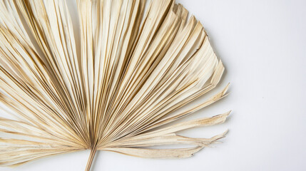 A natural dried palm leaf with subtle tonal variations and detailed ridges, displayed on a clear white backdrop