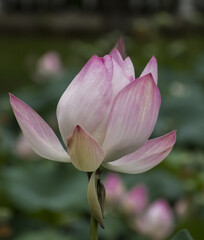 Elegant Pink Lotus with Dew in Bloom