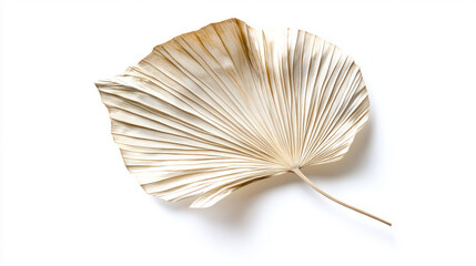 A perfectly shaped dried palm leaf with a soft curve and visible veins, placed elegantly on a bright white background