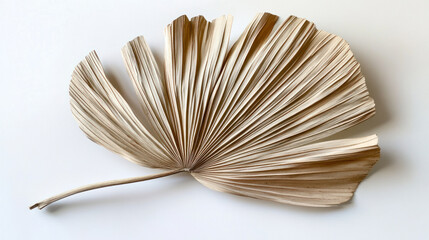 A perfectly shaped dried palm leaf with a soft curve and visible veins, placed elegantly on a bright white background