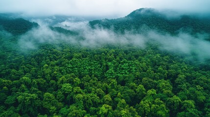 Misty mountain rainforest aerial view.