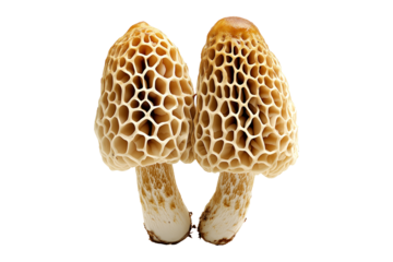 Closeup of Morel mushroom showing its textured cap and stem isolated on a white background. Concept of fungi and nature