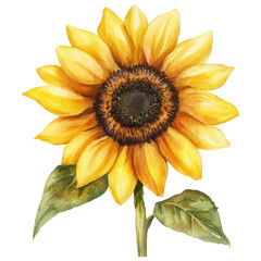 Fototapeta premium Vibrant Watercolor Sunflower for Brightening Your Designs on Transparent Background PNG