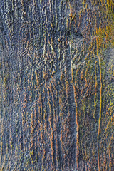 Obraz premium Rough Texture of Artificial Tree Made from Cement and Sand with Painted Finish