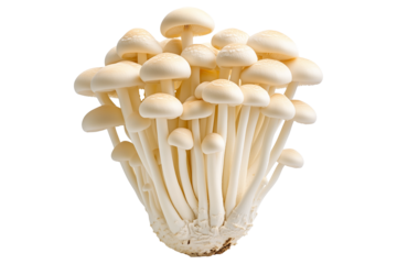 White Enoki mushroom isolated on a white transparent background.