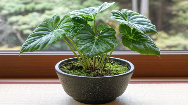 Vibrant Indoor Plant with Heart-shaped Leaves in Modern Pot by Window