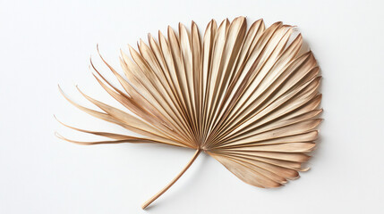 An asymmetrical dried palm leaf with intricate veins and soft golden hues, laid flat on a bright white surface for focus.