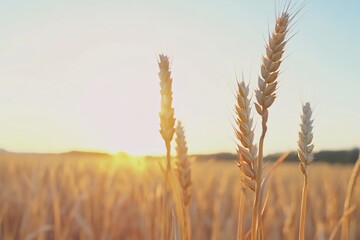 Naklejka premium Golden Wheat Field at Sunrise with Sun Rays Illuminating the Landscape
