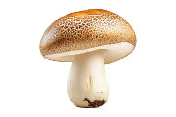 Closeup of Porcini mushroom showing its textured cap and stem isolated on a white background. Concept of fungi and nature