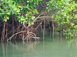 Magrove trees with branches with green leaves. Close up of mangrove leaf at beach. Detail of mangrove trees along the mangrove forest. Fresh green natural color of the nature.