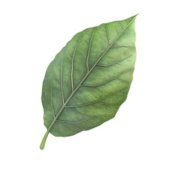 Obraz premium a green leaf on a transparent background