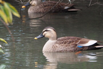 池を泳ぐ鴨