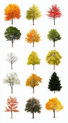 Obraz premium Seasonal Tree Transformations: A Visual Celebration of Nature's Rhythms