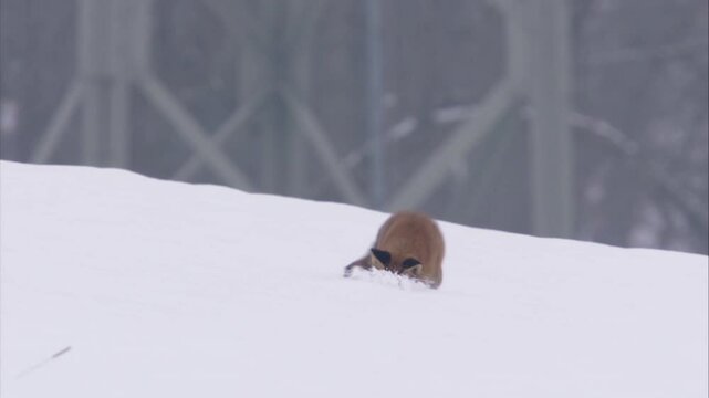 fox jumps after mouse in the snow