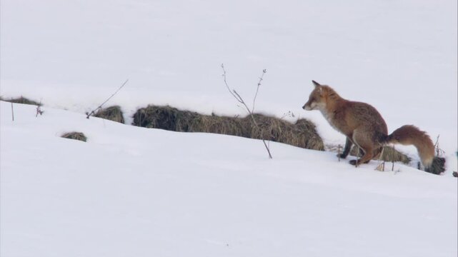 fox sits in the snow and defecates
