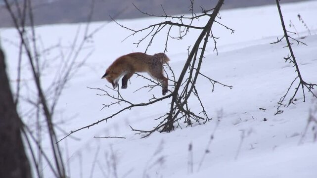fox jumps after mouse in the snow (slow motion)