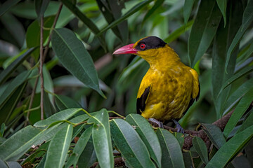 Black-naped Oriole or ( burung Kepondang ).