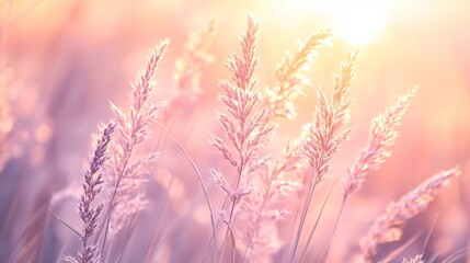 Obraz premium Soft pink grass swaying in golden sunset light