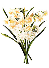 Vintage Style Flower Bouquet Illustration (Transparent Background, Card Making)