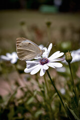 Butterfly by Anurag