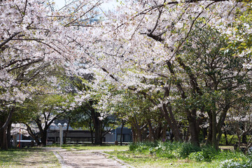 箕面船場阪大前周辺の春の風景