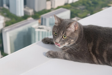 高いところにいる猫