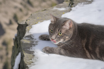 高いところにいる猫
