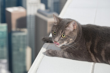 高いところにいる猫