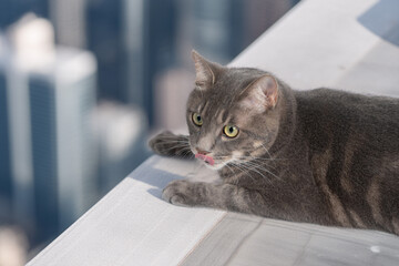 高いところにいる猫