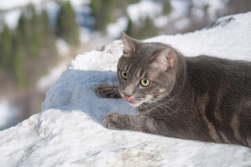 高いところにいる猫