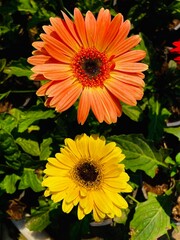 orange and flower