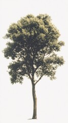 Fototapeta premium Majestic Tree in Nature's Embrace: A Tranquil Landscape Painting