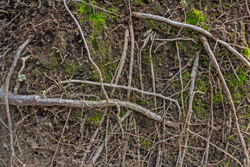 Plant Roots Thriving and Emerging from Soil Surface