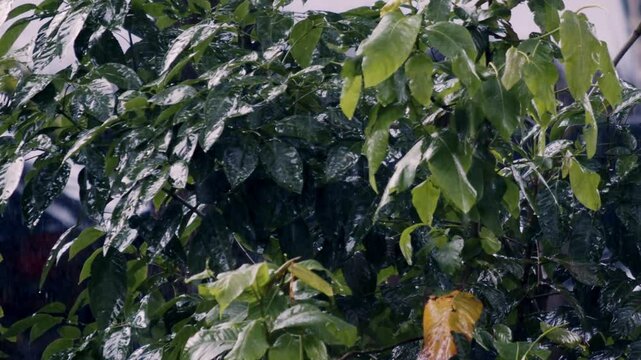 Torrential showers soak green foliage, droplets glistening, saturation