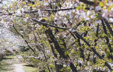 箕面船場阪大前周辺の春の風景