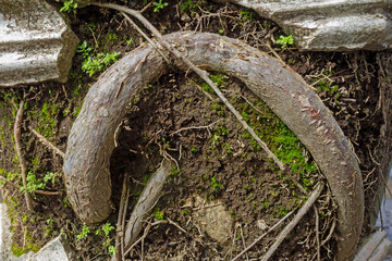 Plant Roots Thriving and Emerging from Soil Surface