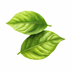 Obraz premium Realistic two green leaves isolated on transparent background Generative Ai.