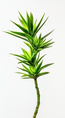 A Striking Vertical Display of Lush Green Foliage.  A Vibrant Plant in a Minimalist Composition.  Nature's Beauty Captured in a Close-Up Shot.