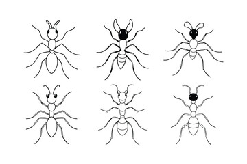 Velvet Ant (Mutillidae) insect design, labeled line art vector illustration.