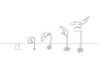 Plant growth processing start from bean seed single line art drawing vector illustration