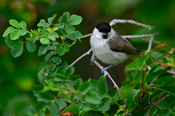 Fototapeta premium Sumpfmeise, Nonnenmeise // Marsh tit (Poecile palustris) 