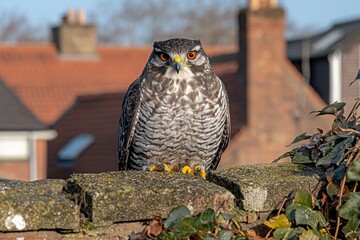 Goshawk perched on a stone wall, facing forward.