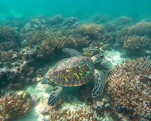 Majestic Sea Turtle Swimming Above Vibrant Coral Reef Ecosystem
