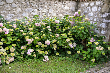 Hortensia, Hydrangea × serratophylla