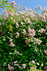 Rose, variete Hadspen Eleanor