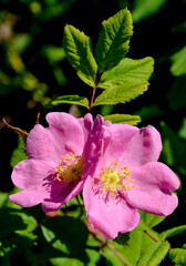 Obraz premium Rose, variete R.Johannensis